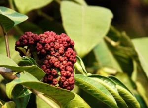 Evodia Extract Evodia Rutaecarpa Evodia Rutaecarpine Evodiamin Viktminskning Evodiamin