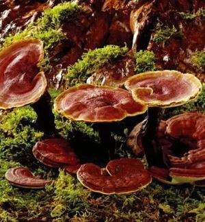 Ganoderma Extract