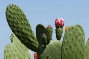 Prickly pear extrakt paddla kaktus prickly päron juice nopal kaktus prickly päron kaktus extrakt kaktus pulver