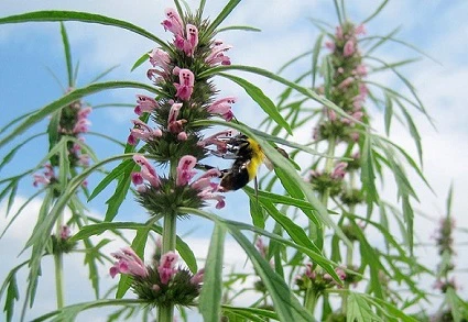 Stachydrine hydroklorid