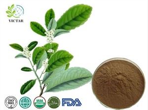 Yerba Mate extrakt